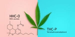 hhc-o vs thc-p