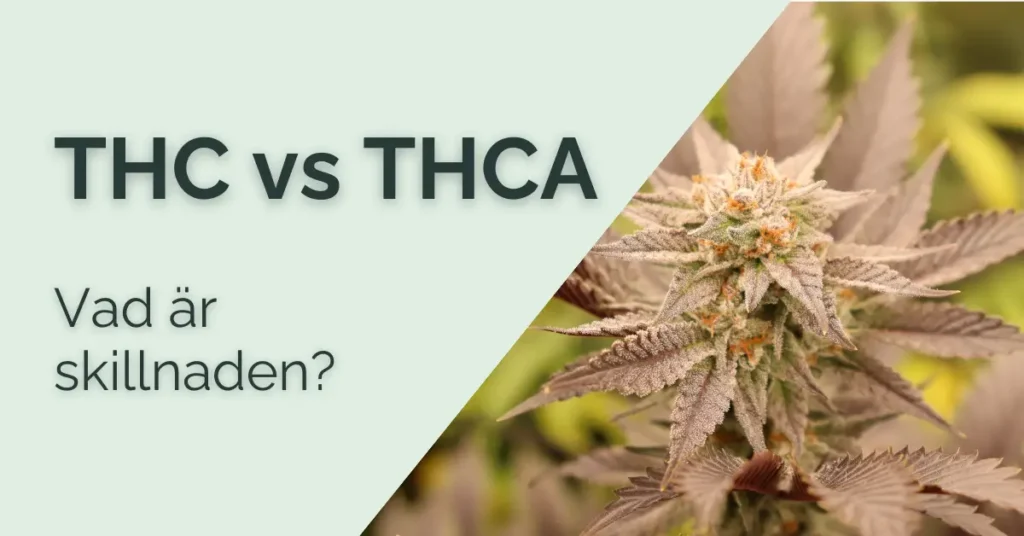 THC vs THCA
