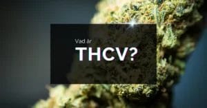 Vad är THCV?