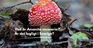 Vad är röd flugsvamp (amanita muscaria)?