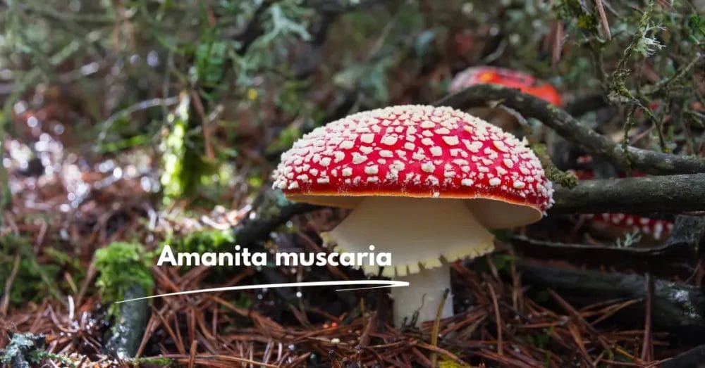 Amanita muscaria