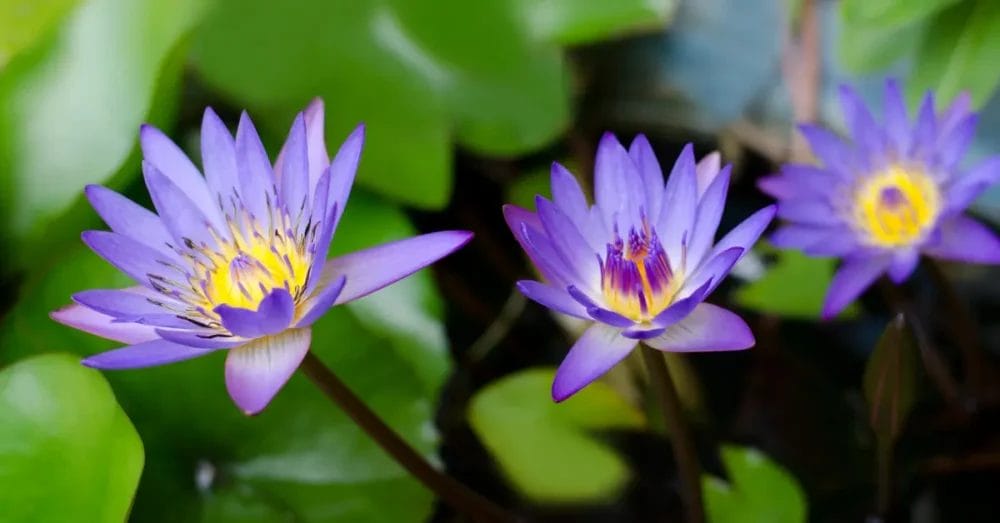 blå lotus blomma