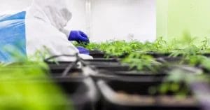 Cannabisprodukter med THCNM effekt
