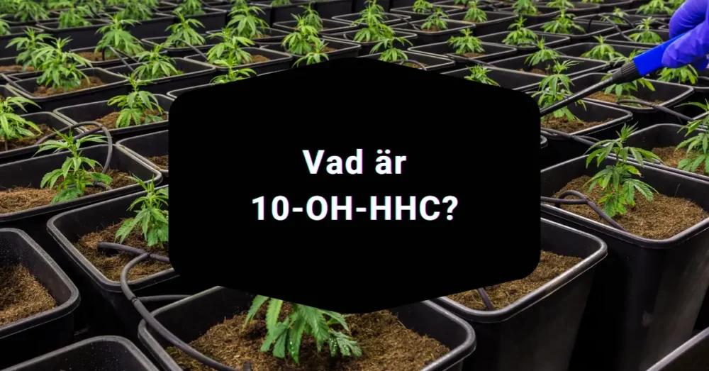 Vad är 10 OH HHC